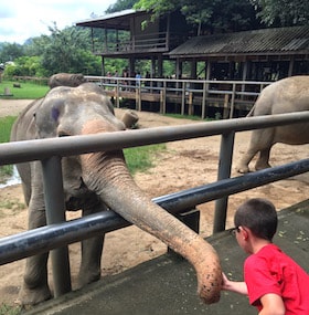 getting personal with elephants Thailand