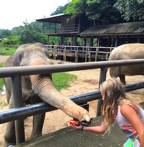 Getting personal with elephants Thailand