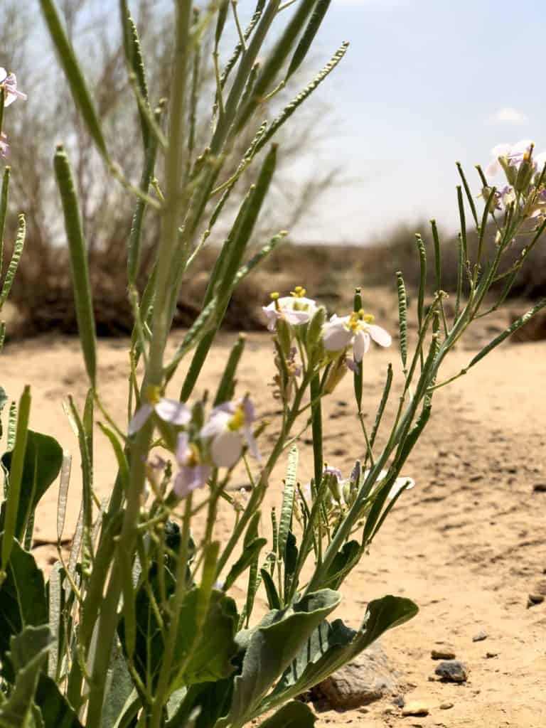 Wildflowers in Negev Desert of Israel