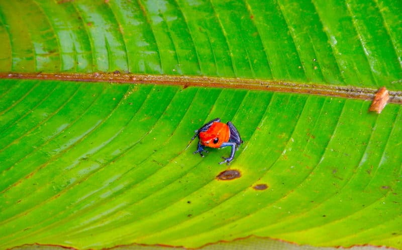Costa Rica, Blue Jean Frog