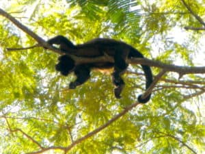 howler Monkey, Costa Rica