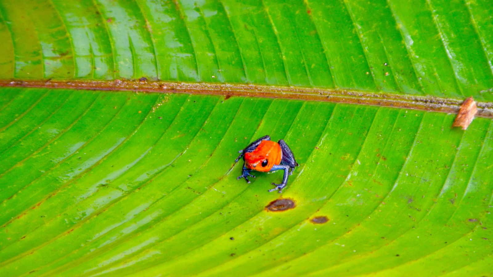 Costa Rica frogs