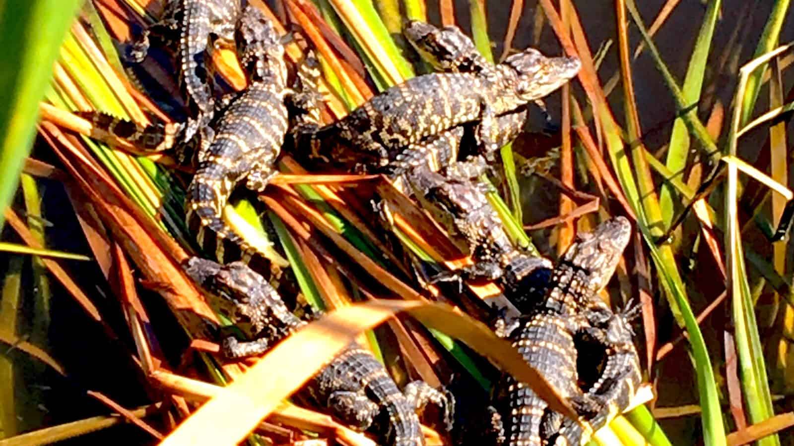 Florida Crocodiles