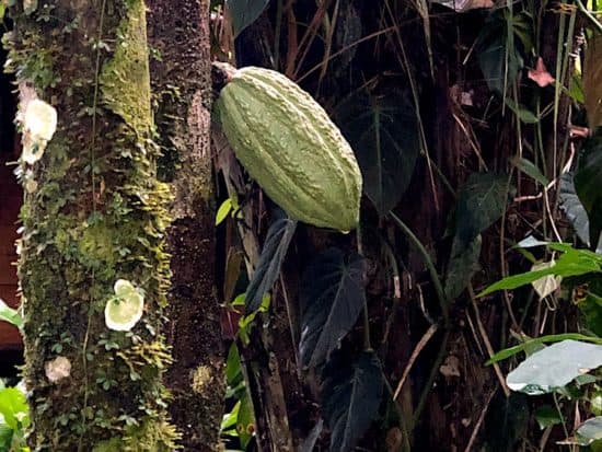 Cacao seed, Peru