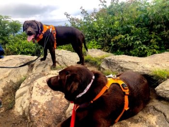 two chocolate labs at Sam Knob Trail, Pisgah National Forest