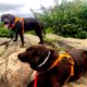 two chocolate labs at Sam Knob Trail, Pisgah National Forest