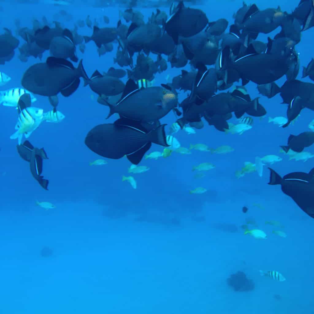 school of fish underwater in hawaii