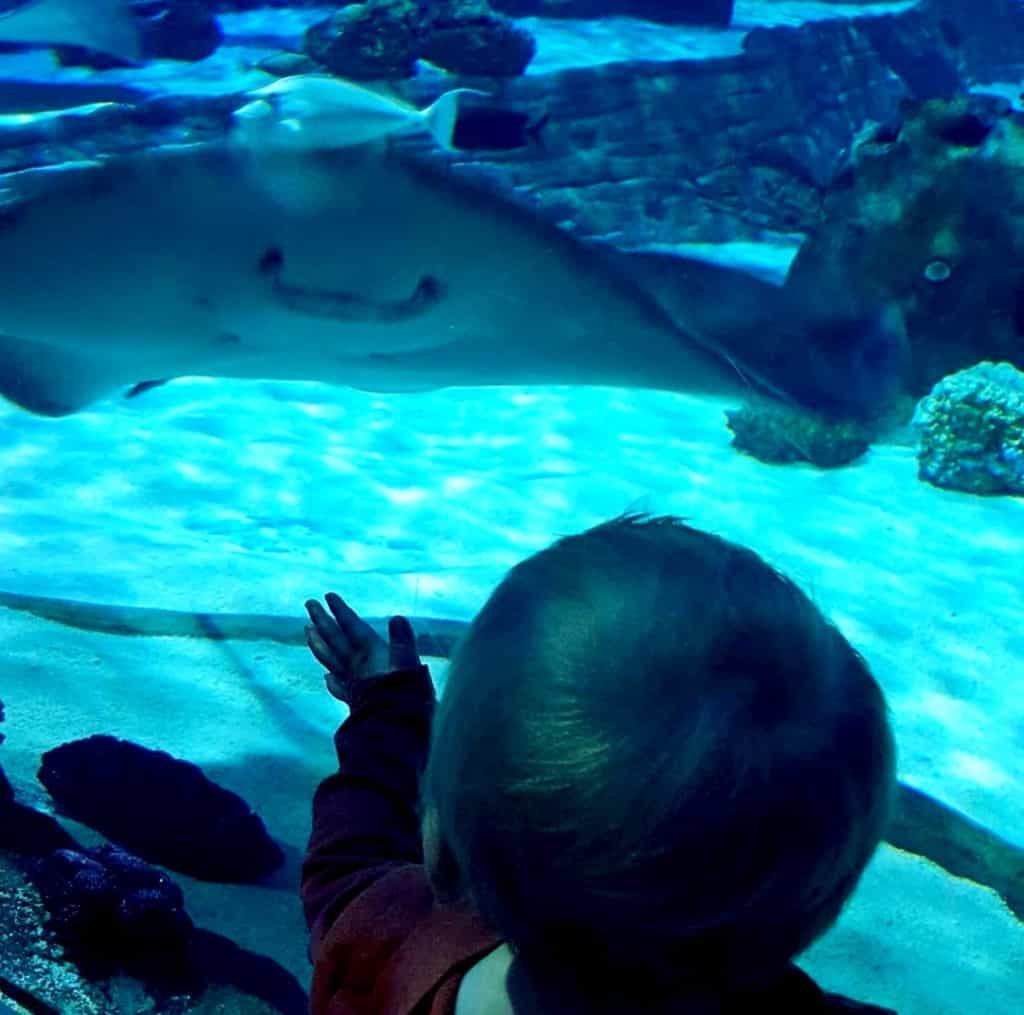 Child looking at a ray in a tank in the aquarium in Salt Lake City