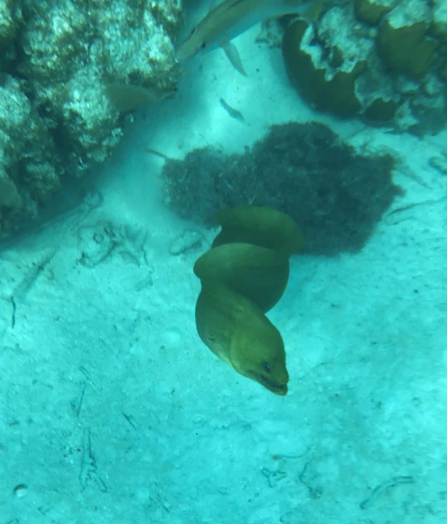 Moray eel swimming in Belize