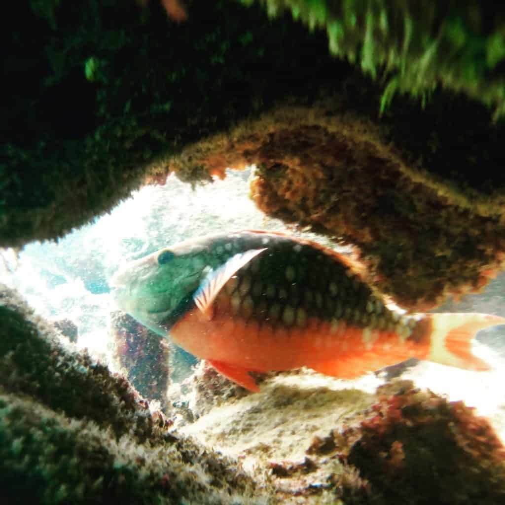 Fish in a rock under water while snorkeling in Belize