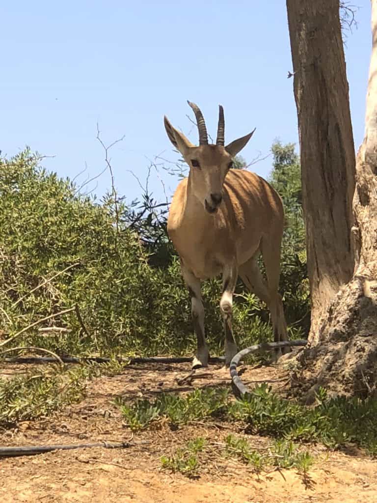 Wildlife in desert in Israel