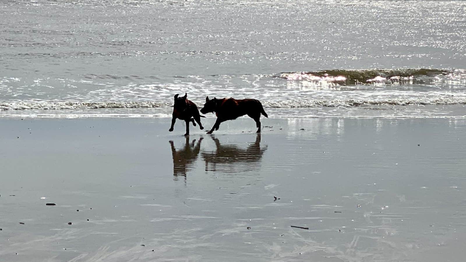 dogs running on beach on Edisto Island