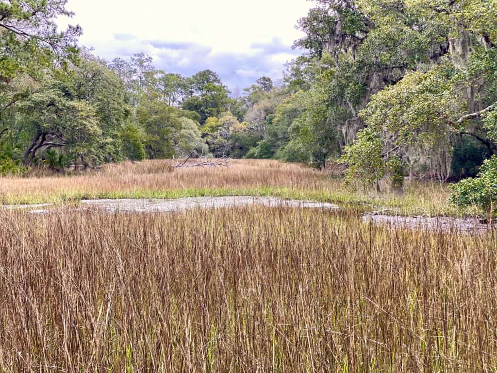 grassy marsh lands of Lowcountry