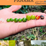 pinterest pin for panama